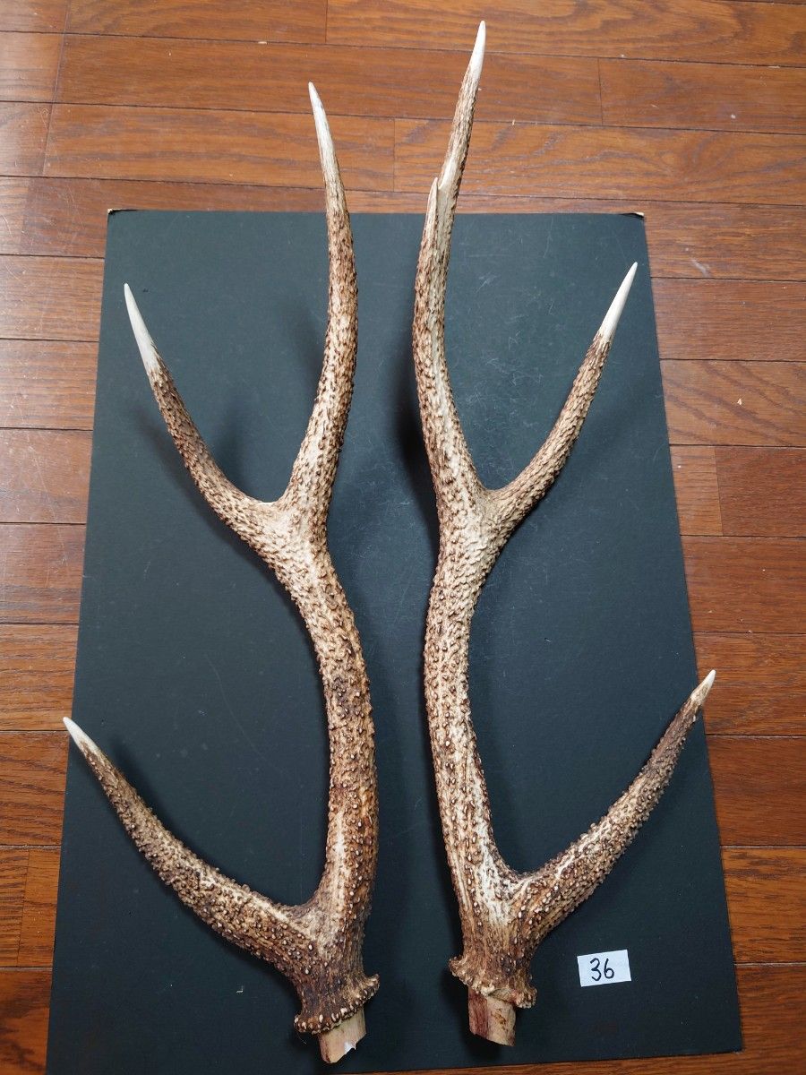 36 鹿の角 鹿のツノ 一対 シカツノ つの ハンドメイド 36 鹿の角 鹿のツノ 一対 シカツノ つの ハンドメイド
