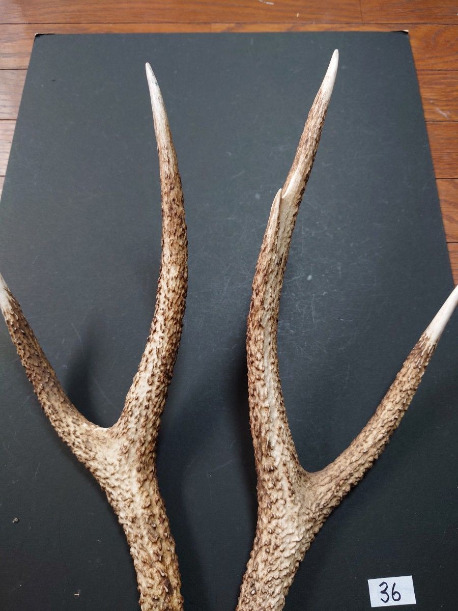 36 鹿の角 鹿のツノ 一対 シカツノ つの ハンドメイド 36 鹿の角 鹿のツノ 一対 シカツノ つの ハンドメイド