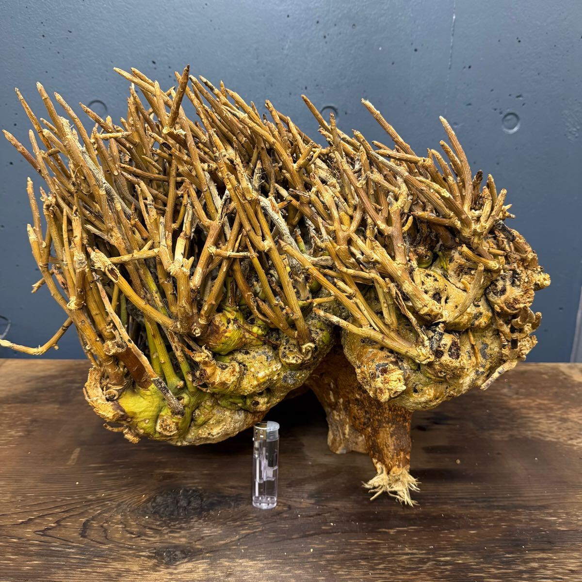 ① 激レア (モンスター株/15.9Kg)アデニア ペチュエリー ① 激レア (モンスター株/15.9Kg)アデニア ペチュエリー