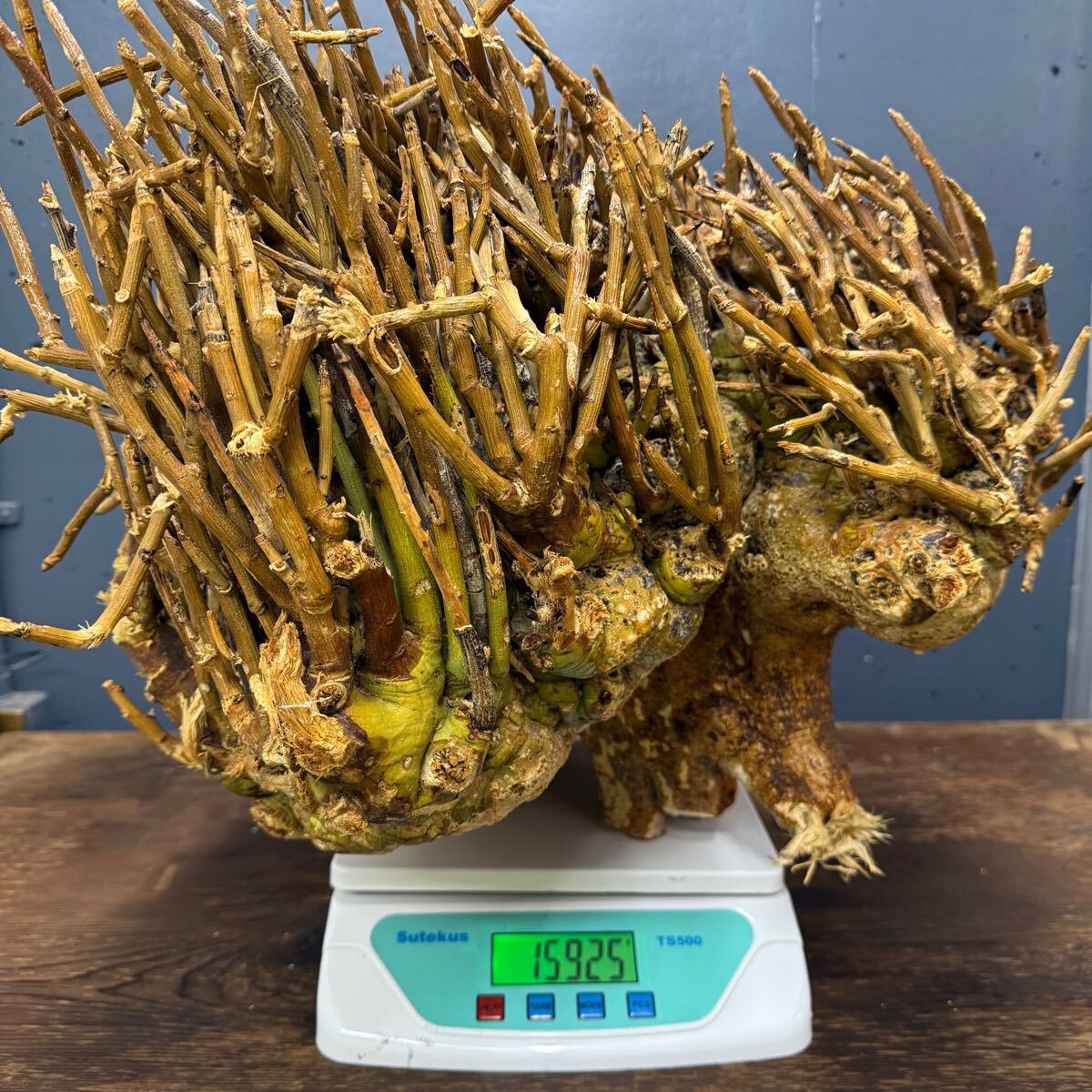 ① 激レア (モンスター株/15.9Kg)アデニア ペチュエリー ① 激レア (モンスター株/15.9Kg)アデニア ペチュエリー