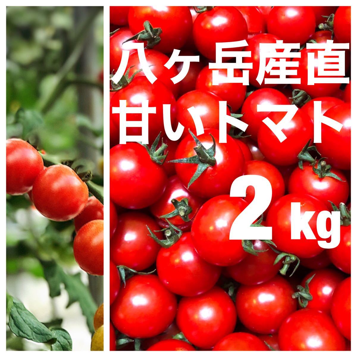 八ヶ岳(長野県) 産地直送　田宮トマト 約2kg バラ 甘くて味が濃い