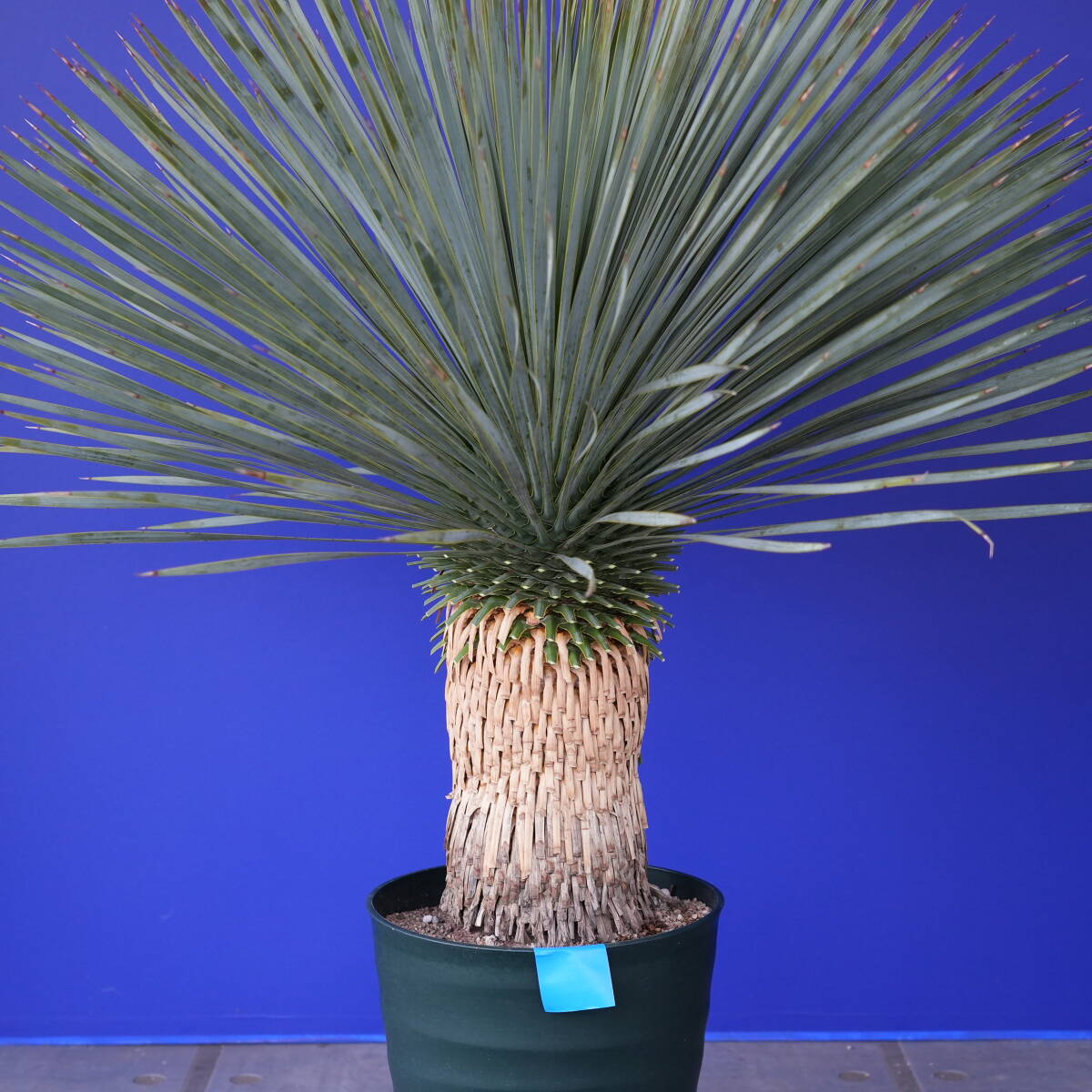 .. included ..... yucca Lost la-ta domestic cultivation goods ( blue seal ) Yucca rostrata 160 size 