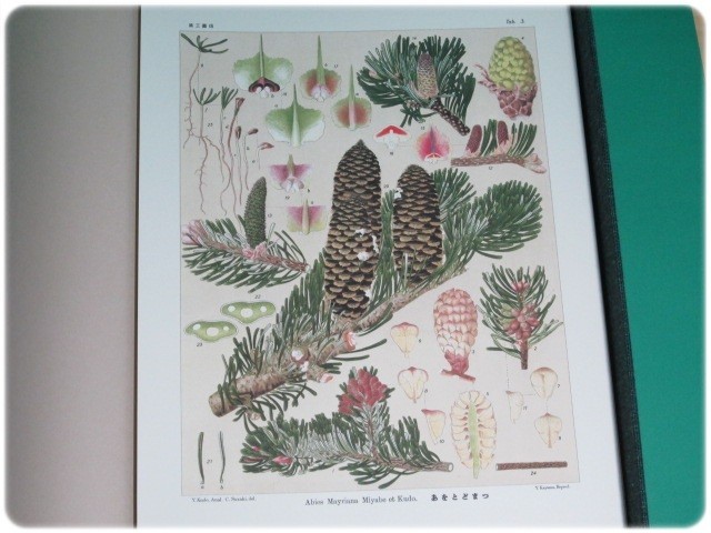  beautiful goods /.. Hokkaido main tree map .. part gold . Kudo .. north large /aa3912