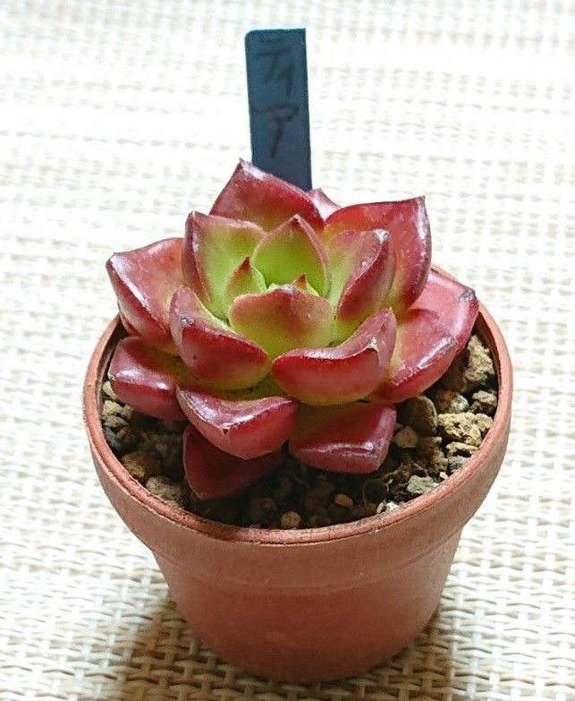 ティア》 抜き苗 多肉植物 エケベリア 多肉|Yahoo!フリマ(旧 ティア》 抜き苗 多肉植物 エケベリア 多肉|Yahoo!フリマ(旧