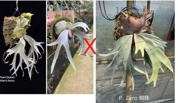 Frontier Plants】【現品】ビカクシダ・パールクイーン x ゼロ Frontier Plants】【現品】ビカクシダ・パールクイーン x ゼロ