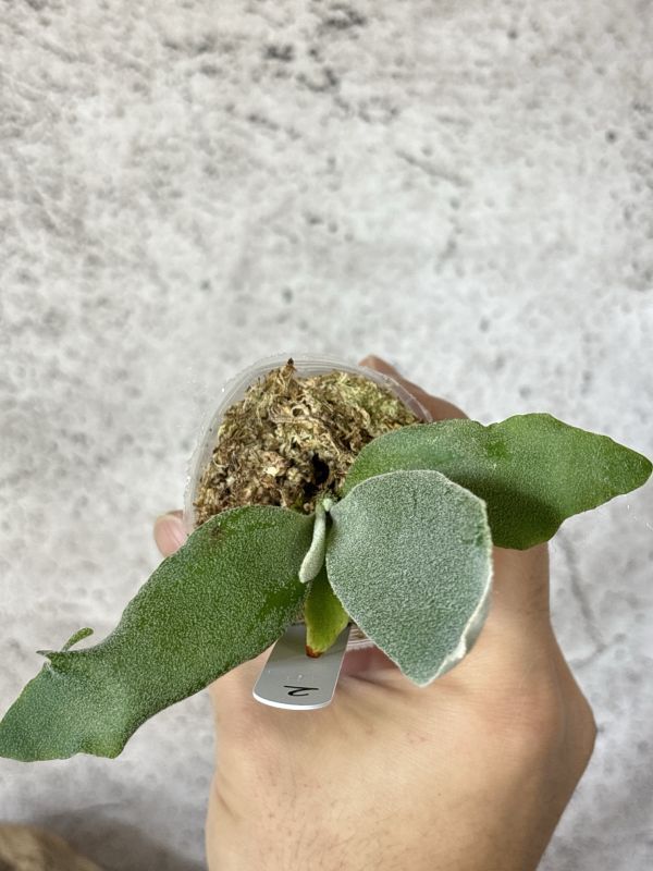 Frontier Plants】【現品】ビカクシダ・ウィリンキー Frontier Plants】【現品】ビカクシダ・ウィリンキー