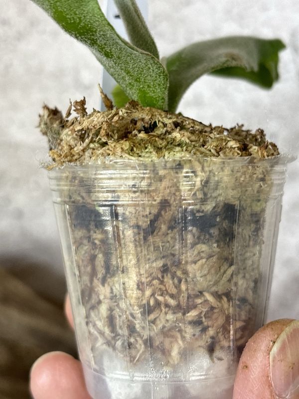 Frontier Plants】【現品】ビカクシダ・ウィリンキー Frontier Plants】【現品】ビカクシダ・ウィリンキー
