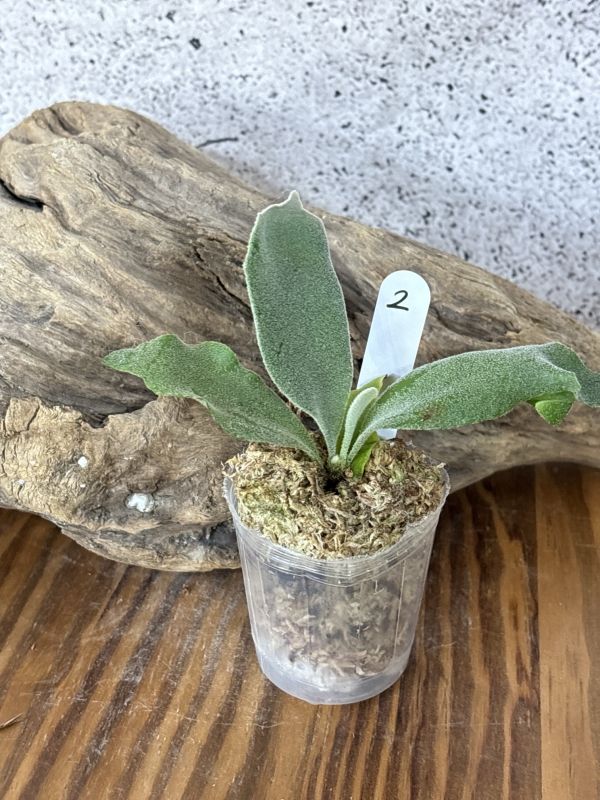 Frontier Plants】【現品】ビカクシダ・ウィリンキー Frontier Plants】【現品】ビカクシダ・ウィリンキー