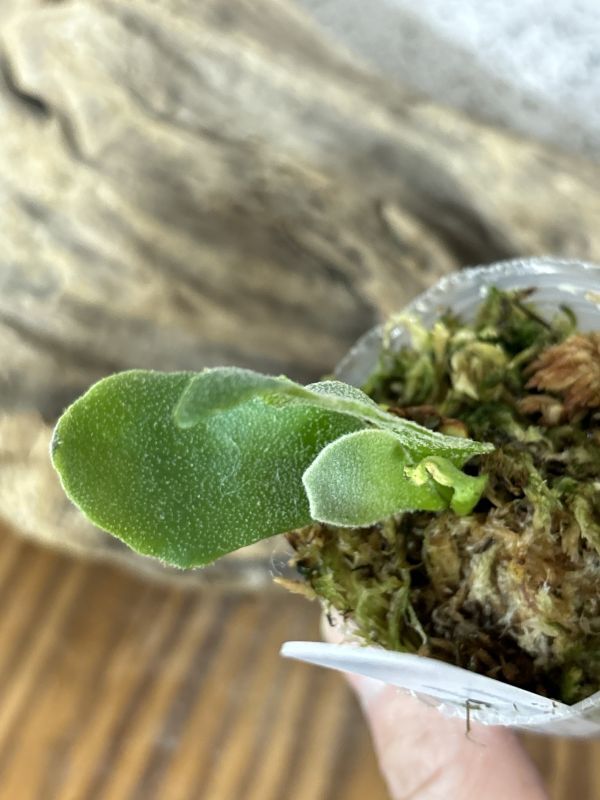 Frontier Plants】【現品】ビカクシダ・パールクイーン x ゼロ Frontier Plants】【現品】ビカクシダ・パールクイーン x ゼロ