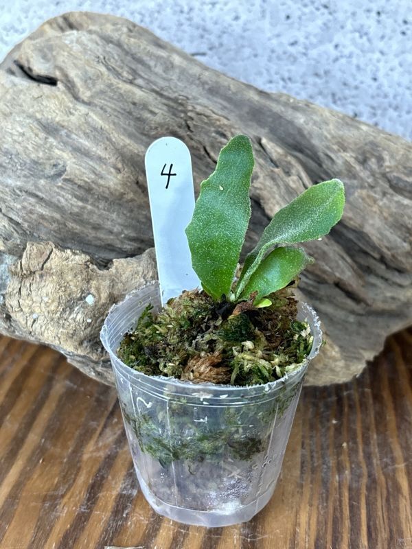 Frontier Plants】【現品】ビカクシダ・パールクイーン x ゼロ Frontier Plants】【現品】ビカクシダ・パールクイーン x ゼロ
