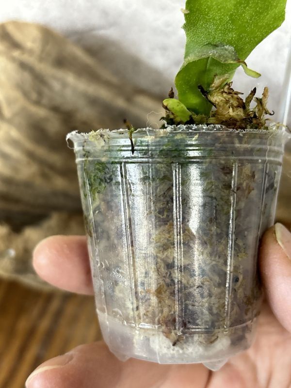Frontier Plants】【現品】ビカクシダ・パールクイーン x ゼロ Frontier Plants】【現品】ビカクシダ・パールクイーン x ゼロ