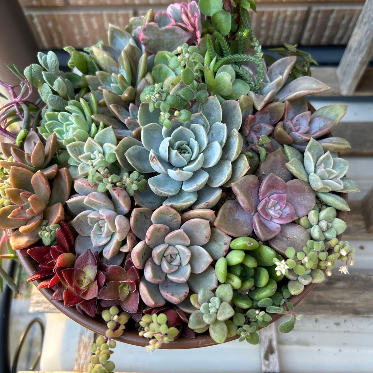 多肉植物寄せ植え(抜き苗&カット苗)