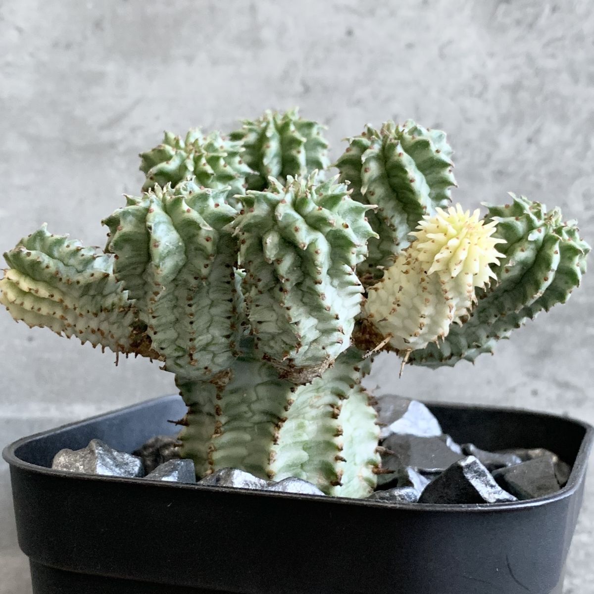 B6934】【極上SS級株!】ユーフォルビア Perdorsiana 斑入り株 B6934】【極上SS級株!】ユーフォルビア Perdorsiana 斑入り株