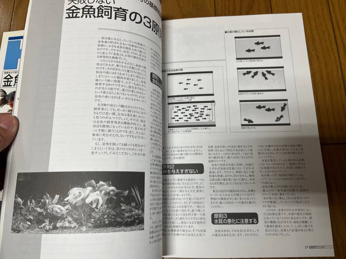 金魚伝承 創刊号~第十六号 揃い 金魚道 他 金魚専門誌 23冊 金魚伝承 創刊号~第十六号 揃い 金魚道 他 金魚専門誌 23冊