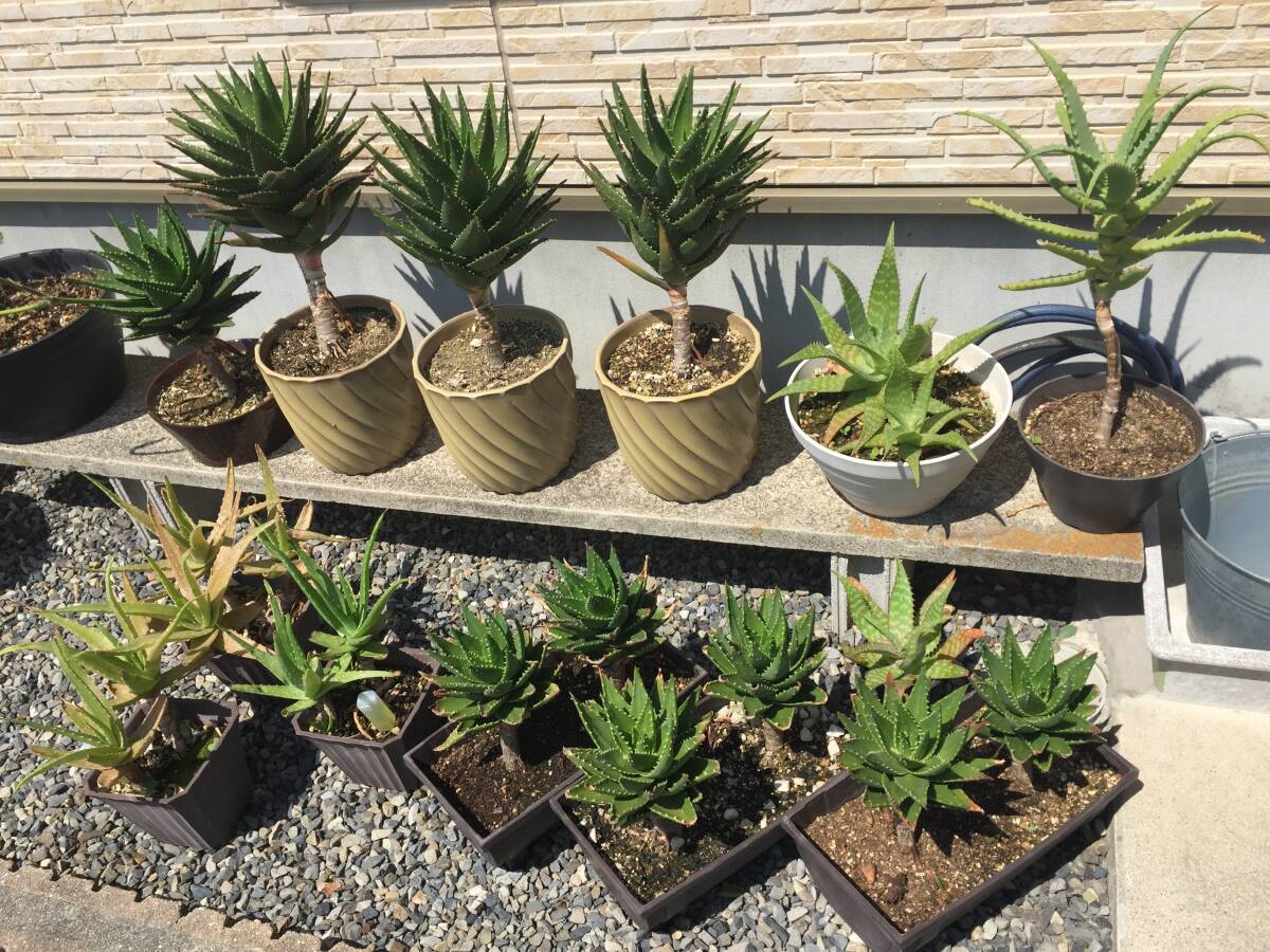 20. アロエ ☆ Aloe Hybrid ☆ Yoky Cuctus Hybrid|花、園芸 20. アロエ ☆ Aloe Hybrid ☆ Yoky Cuctus Hybrid|花、園芸