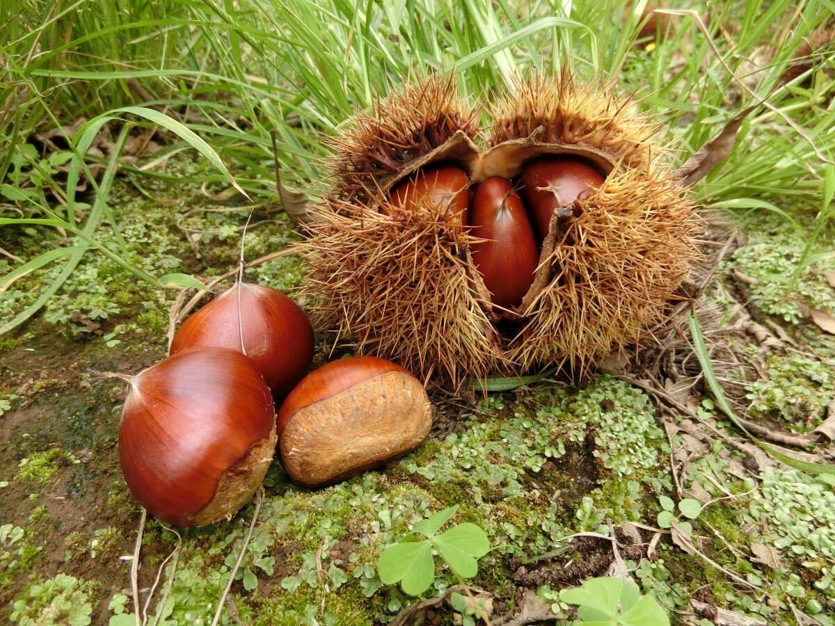  chestnut . large grain width 43mm degree 3L size 2.7k have machine cultivation! service. difficult less medicines . low temperature ..... raw chestnut! ho k ho k raw ..!