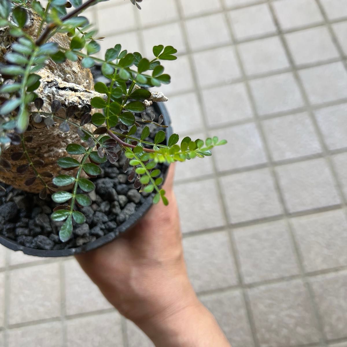 紅葉・落葉中【コレクション整理】発根済パキプス+小野瀬一鉢 紅葉・落葉中【コレクション整理】発根済パキプス+小野瀬一鉢