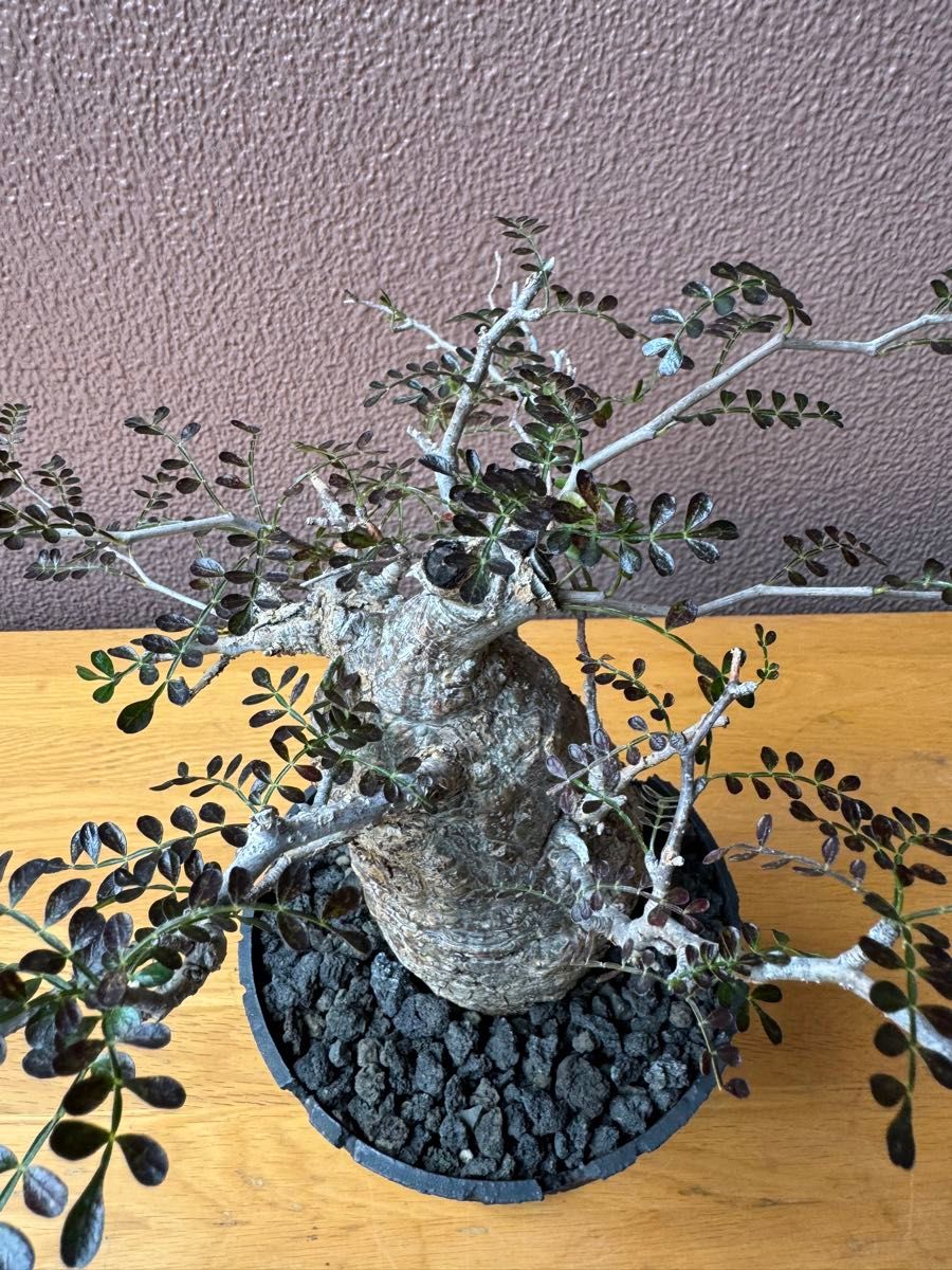 紅葉・落葉中【コレクション整理】発根済パキプス+小野瀬一鉢 紅葉・落葉中【コレクション整理】発根済パキプス+小野瀬一鉢