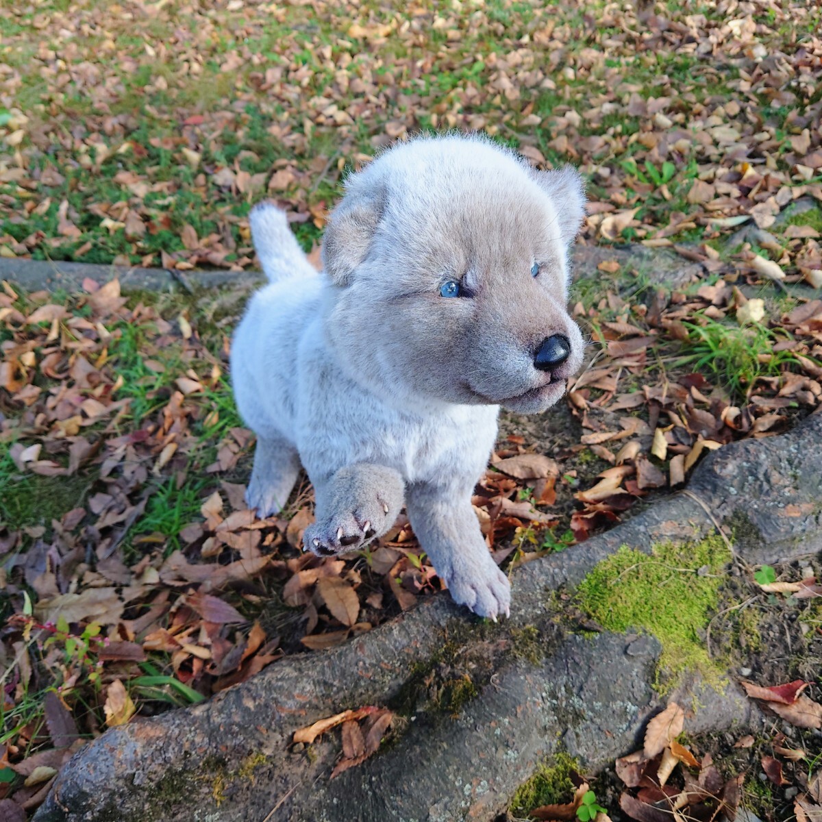 りぐれぃ * 仔狼 ぬいぐるみ オオカミ 赤ちゃん アートドール りぐれぃ * 仔狼 ぬいぐるみ オオカミ 赤ちゃん アートドール