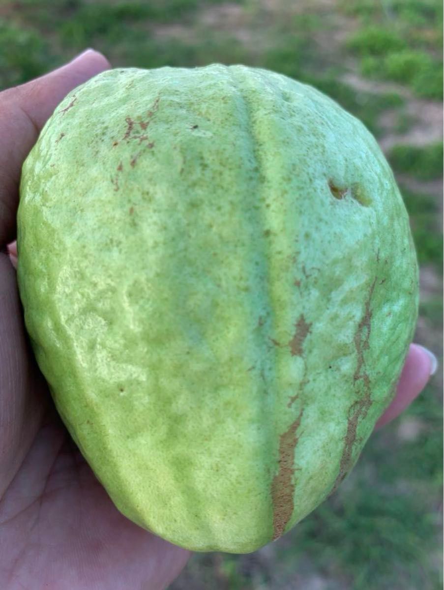 実 花付き 台湾グアバ取木苗木(特大) 番石榴 芭 バンシル|Yahoo 実 花付き 台湾グアバ取木苗木(特大) 番石榴 芭 バンシル|Yahoo