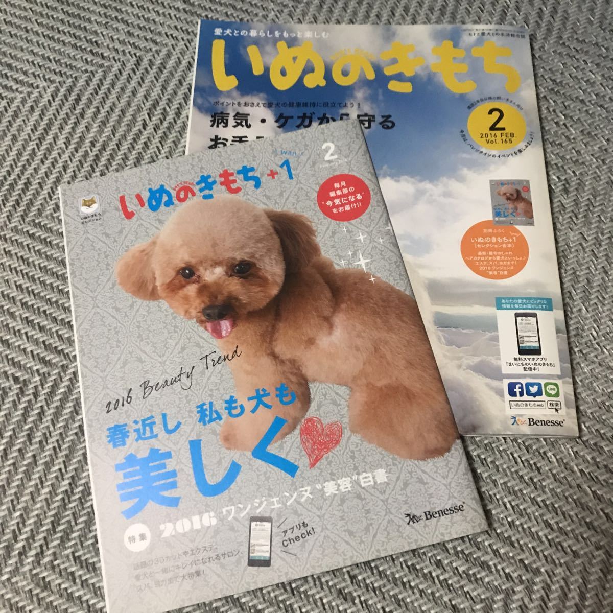 いぬのきもち 2016年2月号 古本 病気、ケガから守るお手入れ_画像2