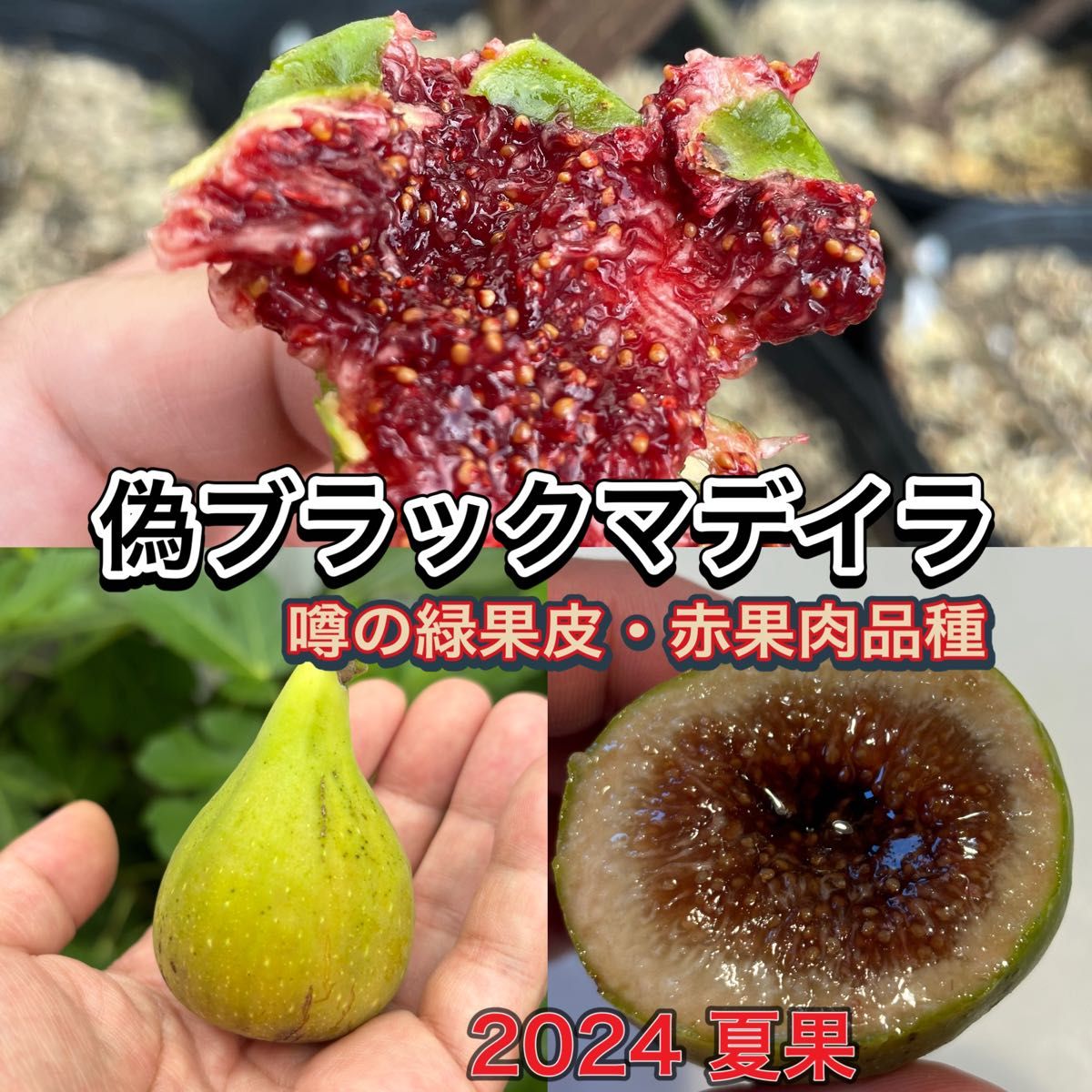 イチジク 品種ブラックマデイラFP苗木|花、園芸 イチジク 品種ブラックマデイラFP苗木|花、園芸