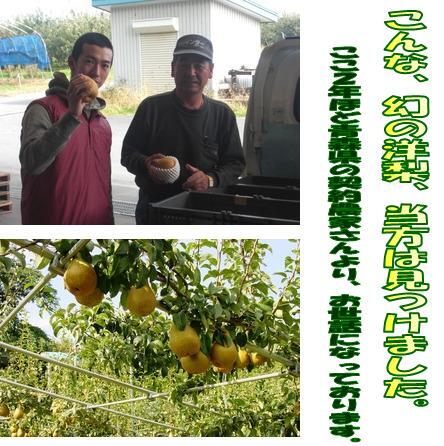 [ capital. fruits shop ] middle sphere # illusion. West pear duwa Ian n*du*ko mistake * Aomori prefecture production ⑭⑯⑱