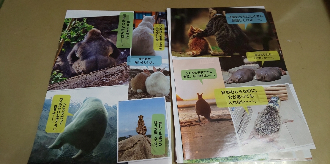 ヤフオク 秋の裏京都 哀愁の動物図鑑 グラビア雑誌切抜き