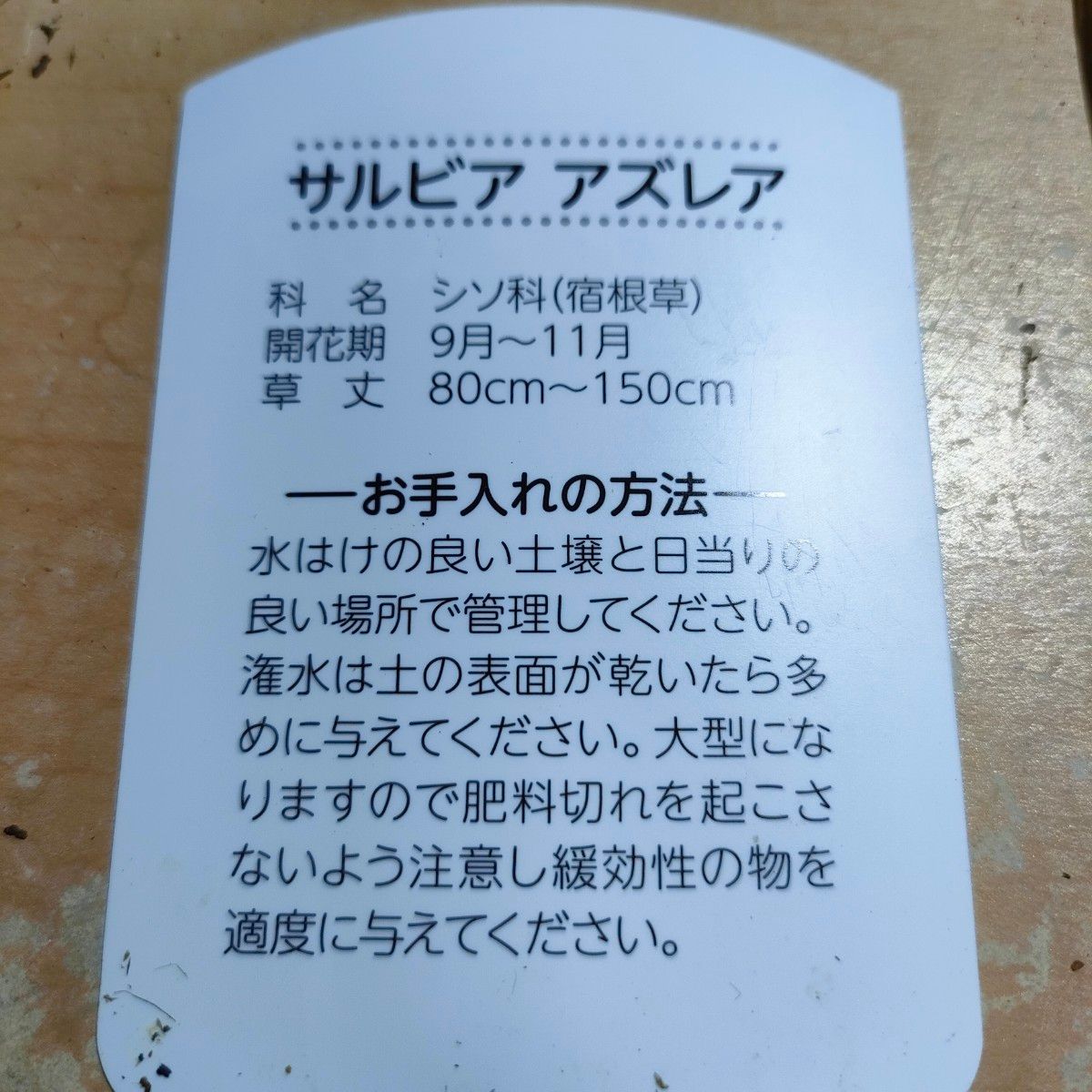 【送料無料】サルビア アズレア 苗A 宿根草 ガーデニングに