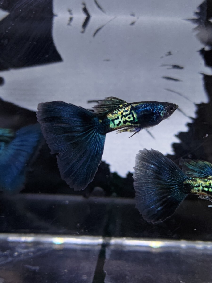 [ANHQUA] metal blue tail Guppy 3 pair 