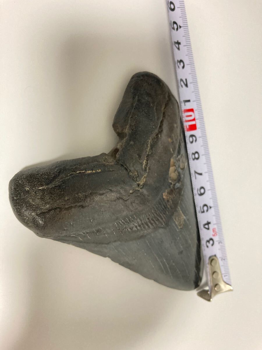 ★世界に一点だけ★サメ 歯 化石 メガロドン 125mm サウスカロライナ ☆世界に一点だけ☆サメ 歯 化石 メガロドン 125mm サウス