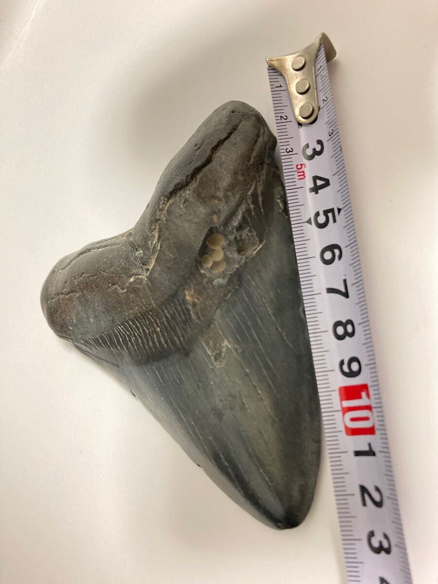 ★世界に一点だけ★サメ 歯 化石 メガロドン 125mm サウスカロライナ ☆世界に一点だけ☆サメ 歯 化石 メガロドン 125mm サウス