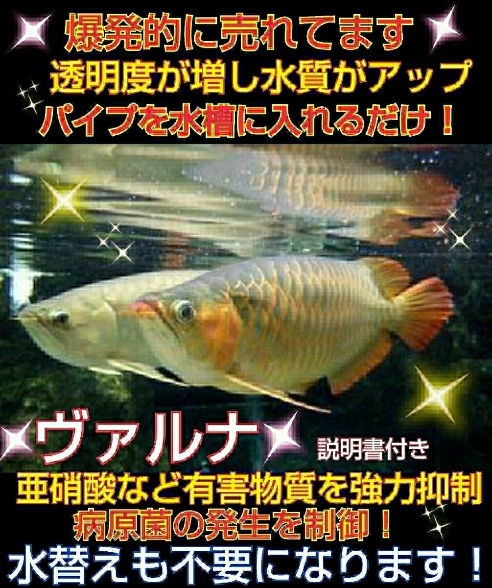面倒な水替えが不要に！水槽の水が綺麗になる【 ヴァルナミニ 8センチ】有害物質を強力抑制☆透明度がアップし生体が活性化☆3年パワー持続