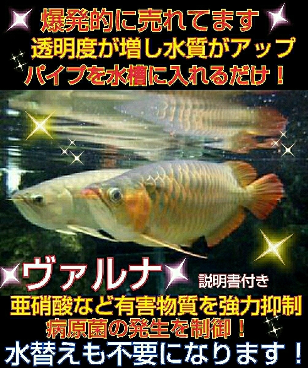 面倒な水替えが不要に！水槽の水が綺麗になる【 ヴァルナミニ 8センチ】有害物質を強力抑制☆透明度がアップし生体が活性化☆3年パワー持続_アロワナがイキイキするのが判ります！