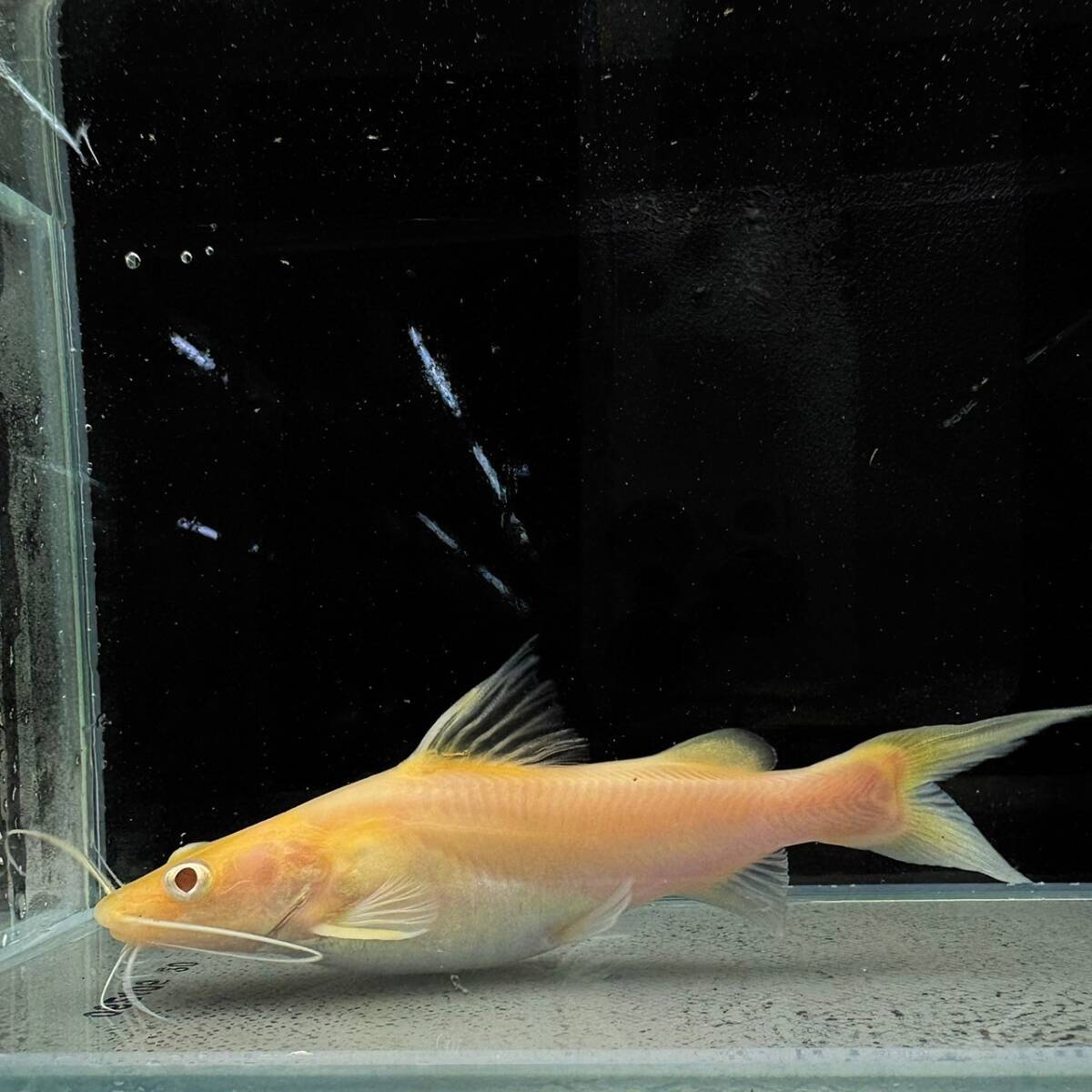 アルビノイエローミスタス　10cm＋　1匹 [25115] 不二熱帯魚