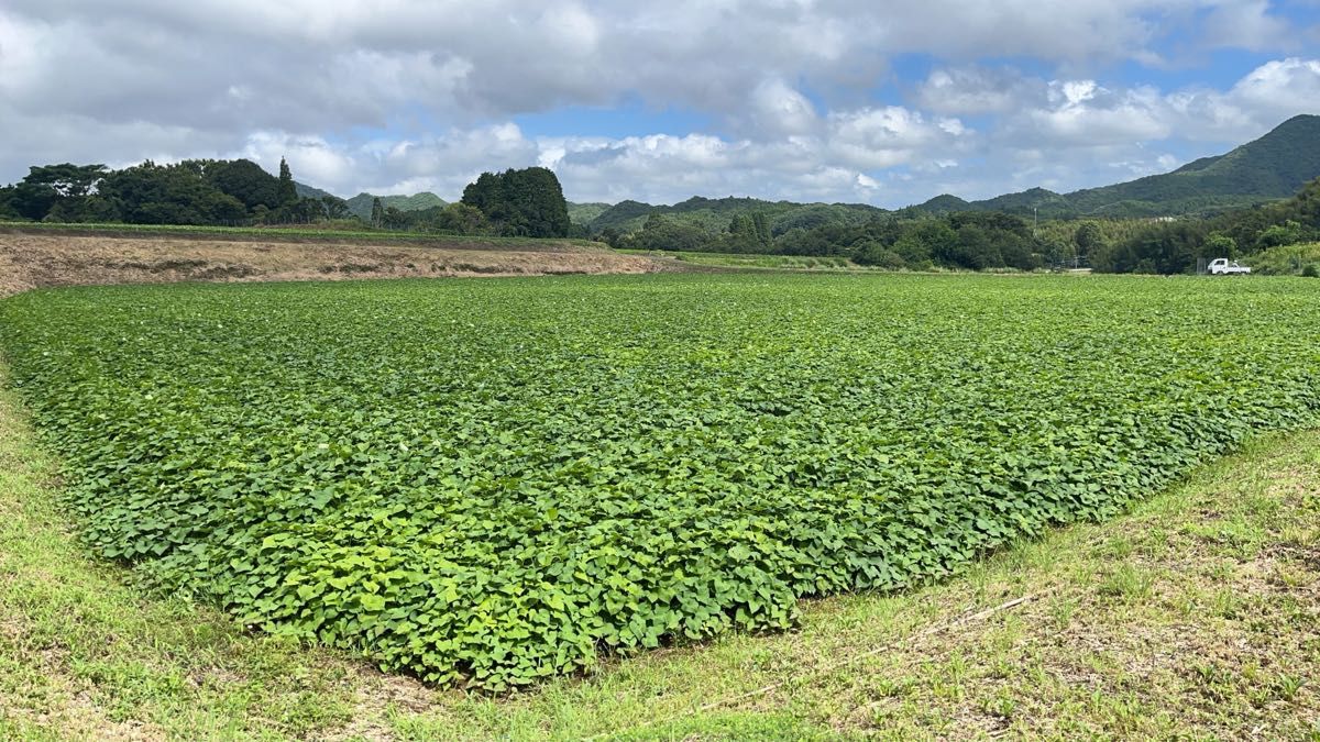 大分県産　紅はるか　新芋　訳あり　4キロ　土付き　さつまいも　巨大芋　デカ芋　加工用