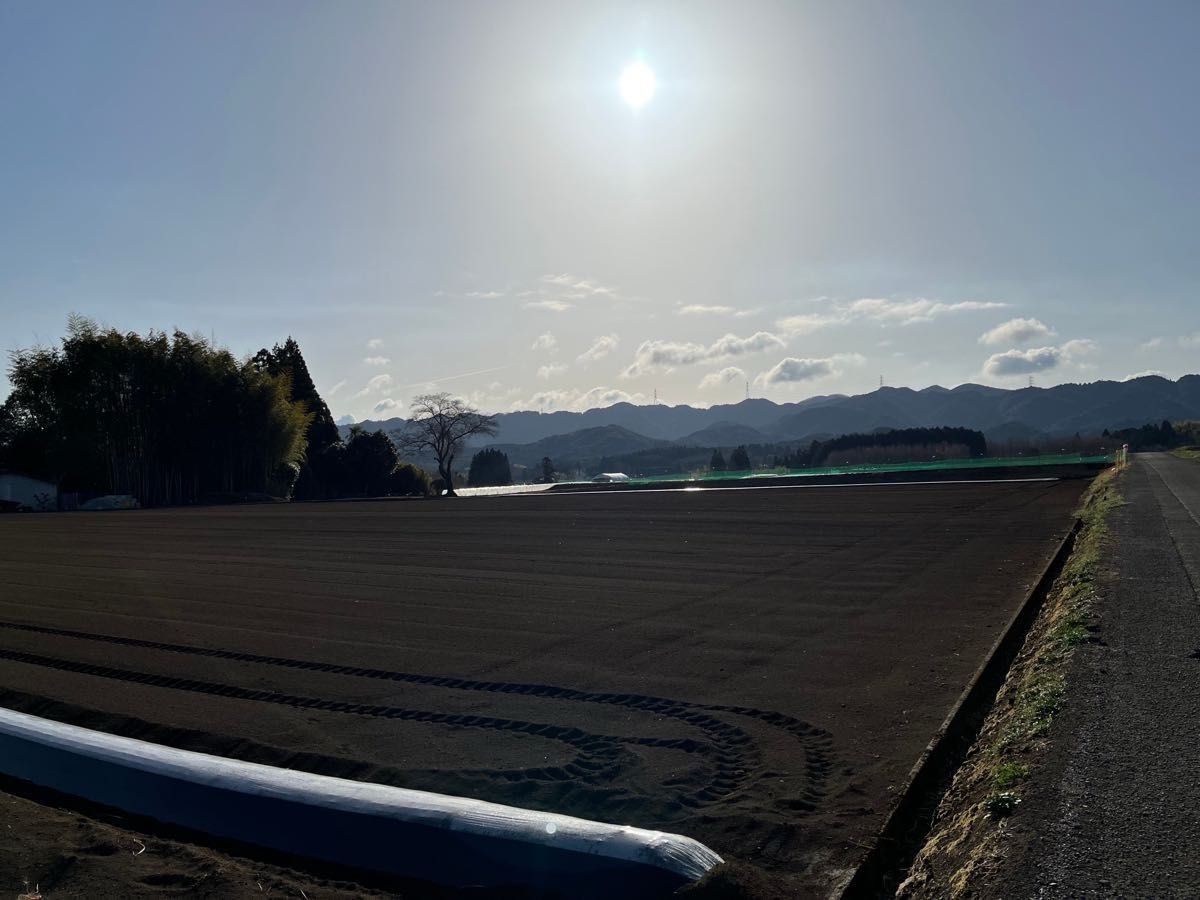 大分県産　紅はるか　熟成芋　Sと2Sサイズ　土付き　ゆうパケットプラス　焼き芋　ブリュレ