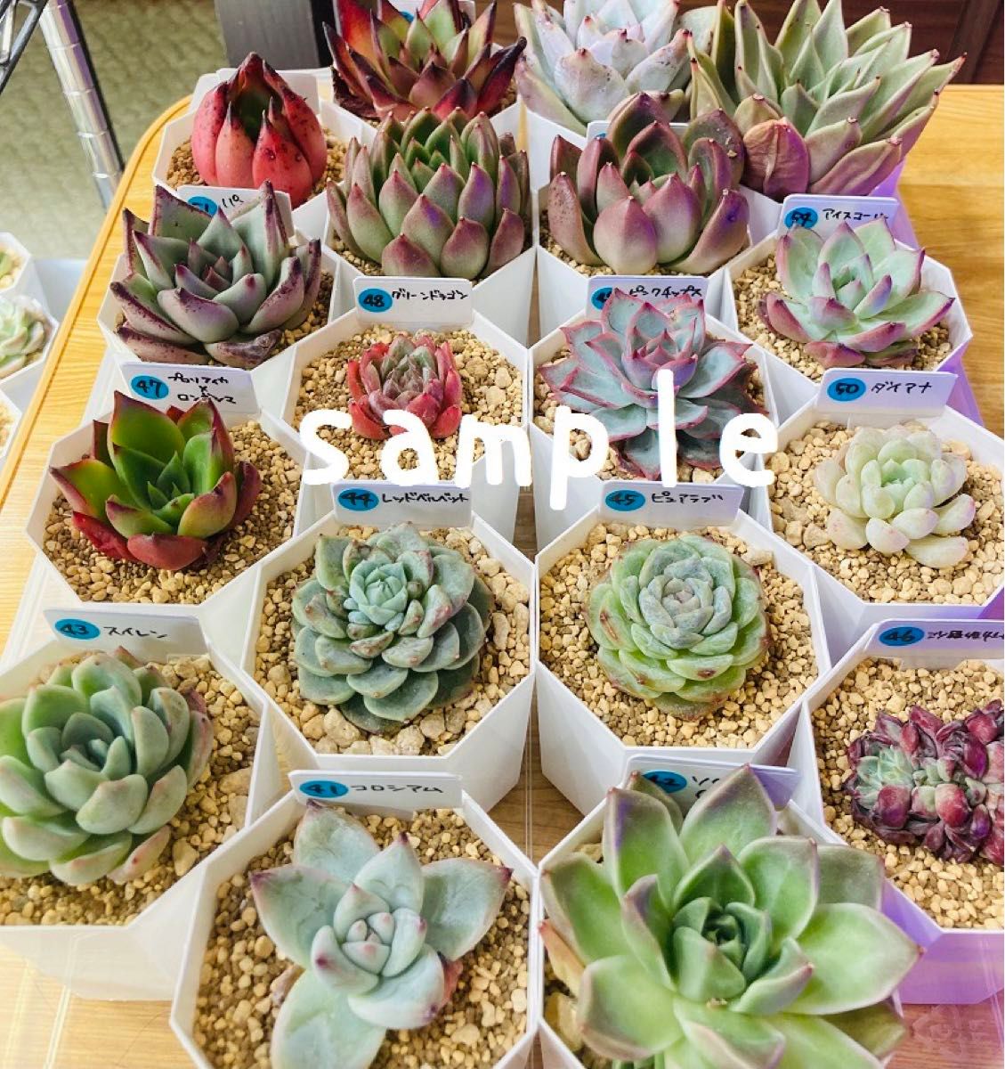箱いっぱいの多肉植物の葉挿しセット 韓国苗交配苗など|Yahoo 箱いっぱいの多肉植物の葉挿しセット 韓国苗交配苗など|Yahoo