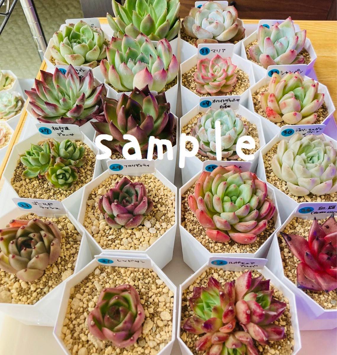箱いっぱいの多肉植物の葉挿しセット 韓国苗交配苗など|Yahoo 箱いっぱいの多肉植物の葉挿しセット 韓国苗交配苗など|Yahoo