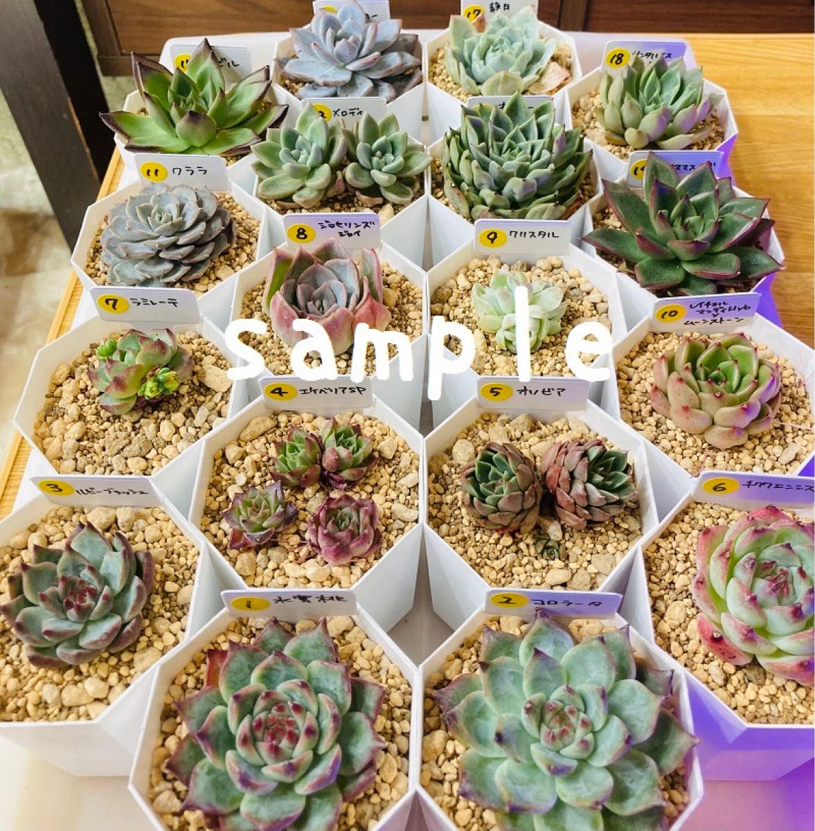 箱いっぱいの多肉植物の葉挿しセット 韓国苗交配苗など|Yahoo 箱いっぱいの多肉植物の葉挿しセット 韓国苗交配苗など|Yahoo