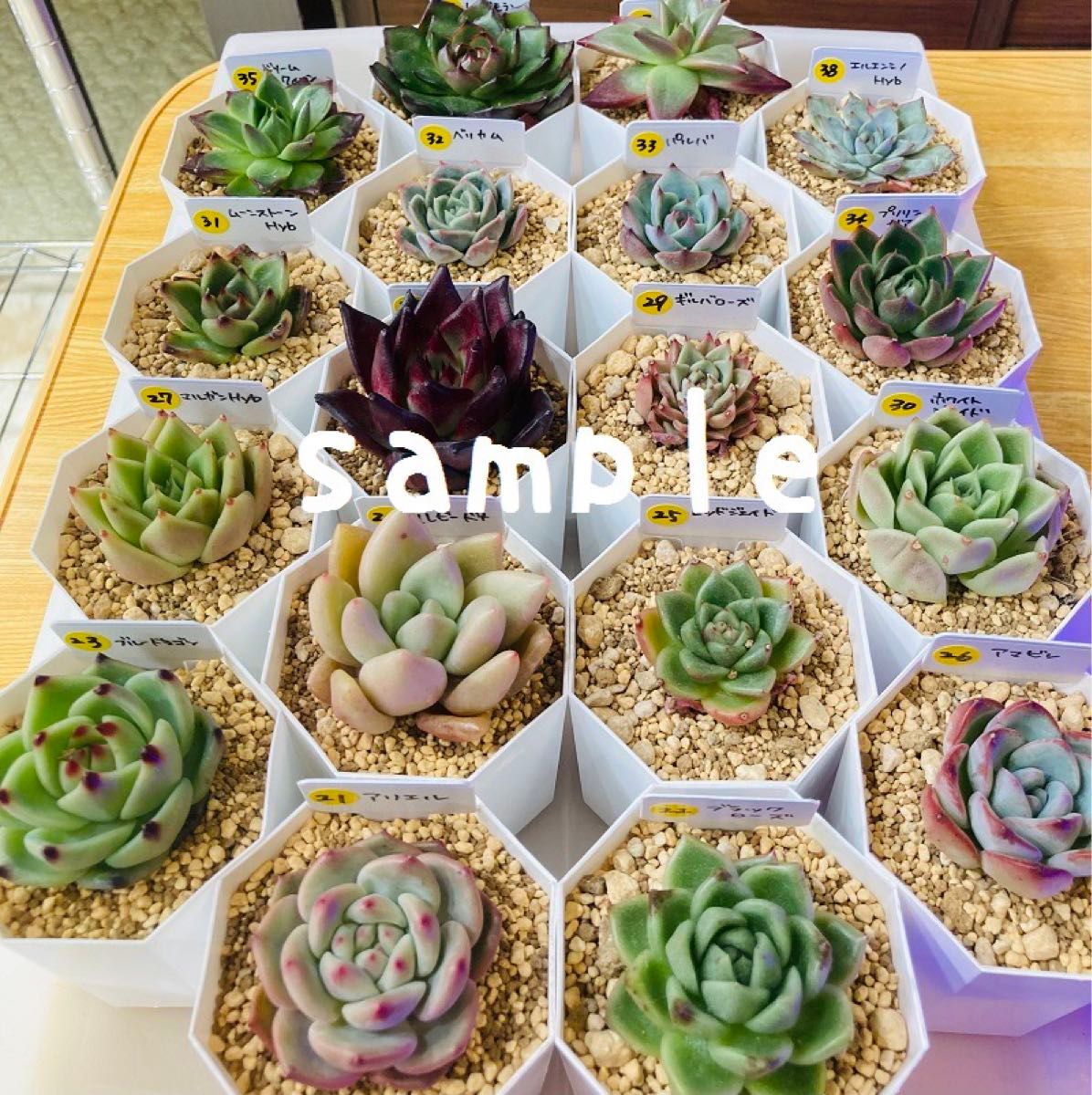 箱いっぱいの多肉植物の葉挿しセット 韓国苗交配苗など|Yahoo 箱いっぱいの多肉植物の葉挿しセット 韓国苗交配苗など|Yahoo