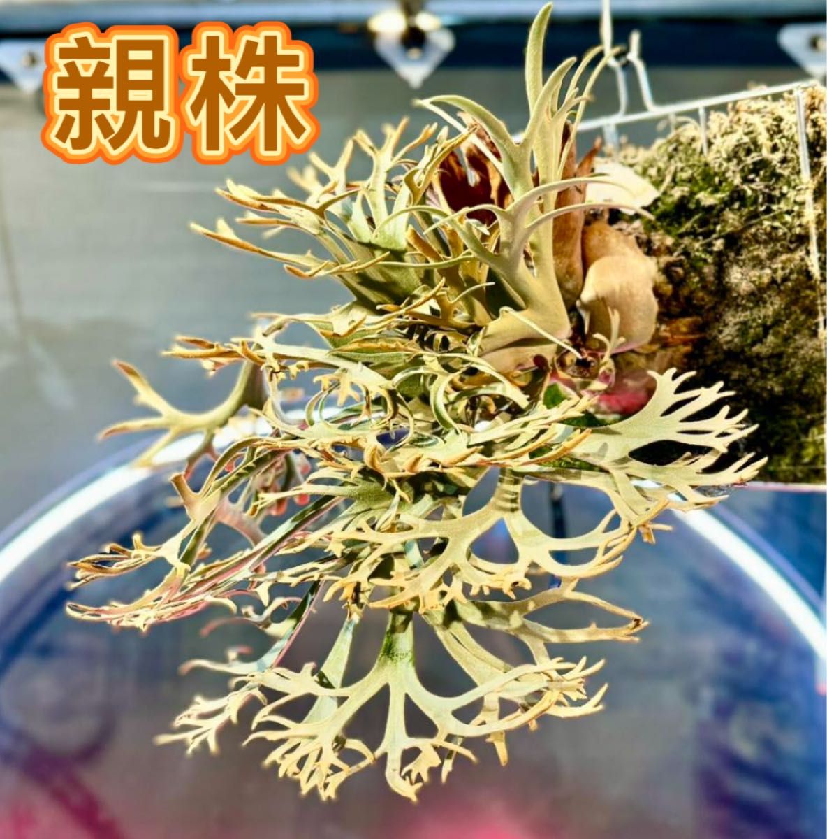 ビカクシダ willinckii Golden Boy sporeling 金童|Yahoo ビカクシダ willinckii Golden Boy sporeling 金童|Yahoo