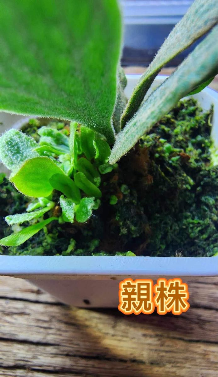 ビカクシダ P Willinckii cv Watchara 'Fish Bone' pup株分子株 ビカクシダ P Willinckii cv Watchara 'Fish Bone' pup株分子株
