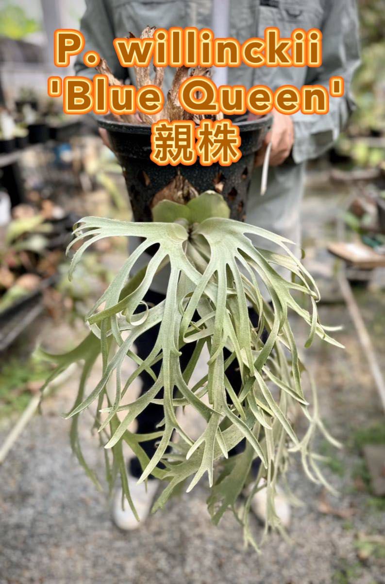 P. Willinckii Blue Queen Spore - Medium - ビカクシダ P. Willinckii Blue Queen Spore - Medium - ビカクシダ
