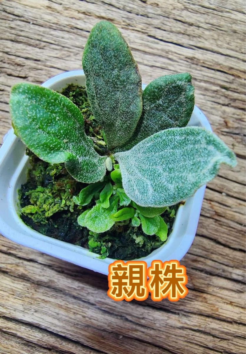 ビカクシダ P Willinckii cv Watchara 'Fish Bone' pup株分子株 ビカクシダ P Willinckii cv Watchara 'Fish Bone' pup株分子株