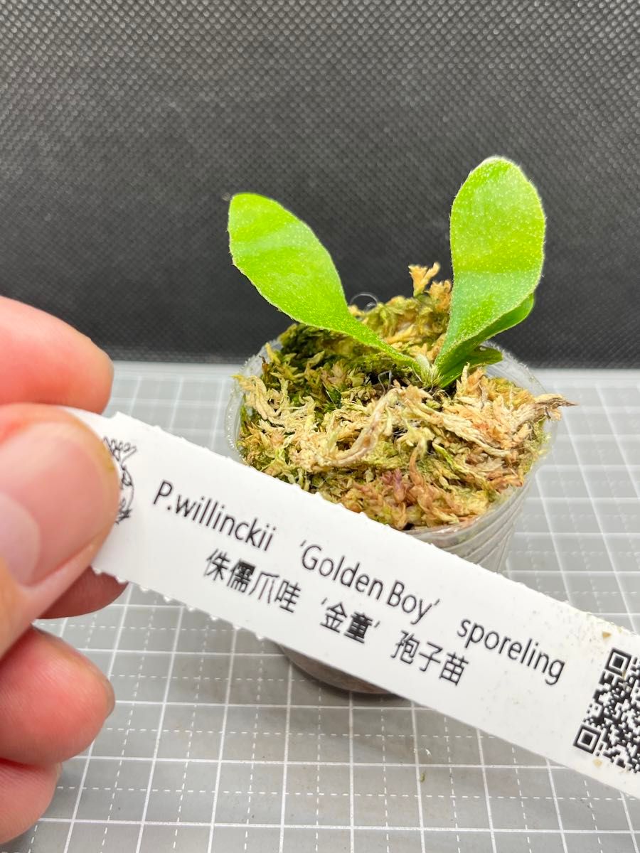 ビカクシダ willinckii Golden Boy sporeling 金童|Yahoo ビカクシダ willinckii Golden Boy sporeling 金童|Yahoo