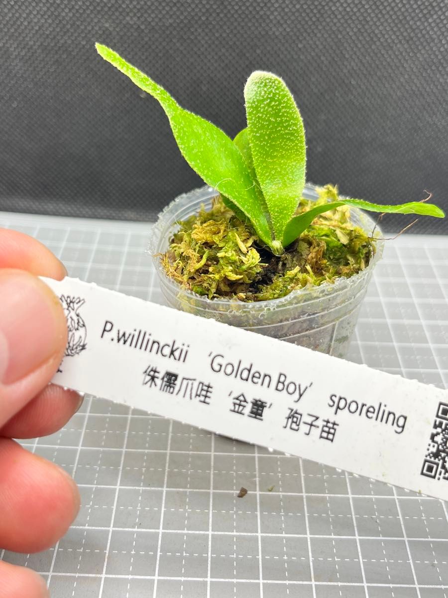 ビカクシダ willinckii Golden Boy sporeling 金童|Yahoo ビカクシダ willinckii Golden Boy sporeling 金童|Yahoo
