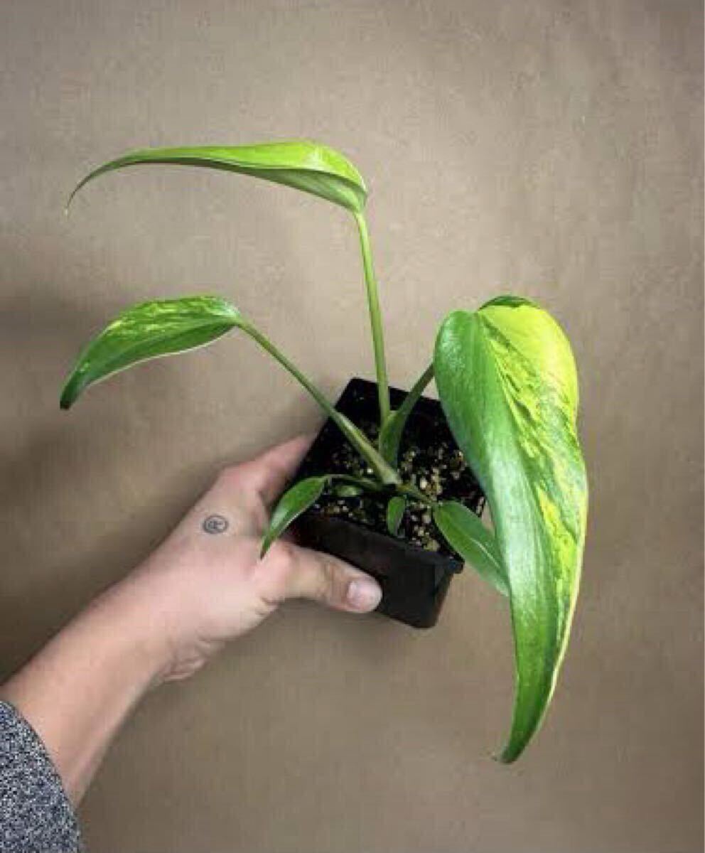 モンステラ バールマルクスフレーム 組織培養 Tissue culture モンステラ バールマルクスフレーム 組織培養 Tissue culture