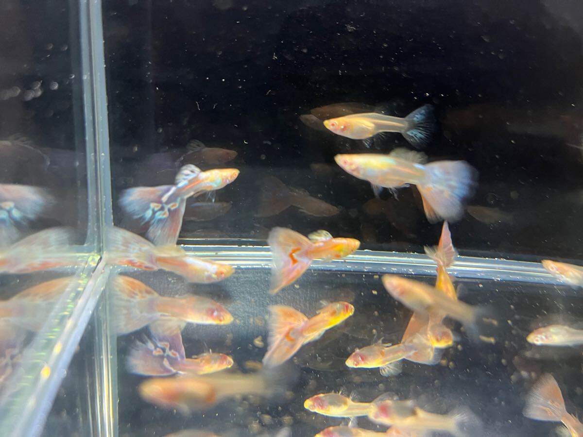 [Aquarium.AA] domestic production Guppy RREA. aquamarine pink tail 3PA( with translation )