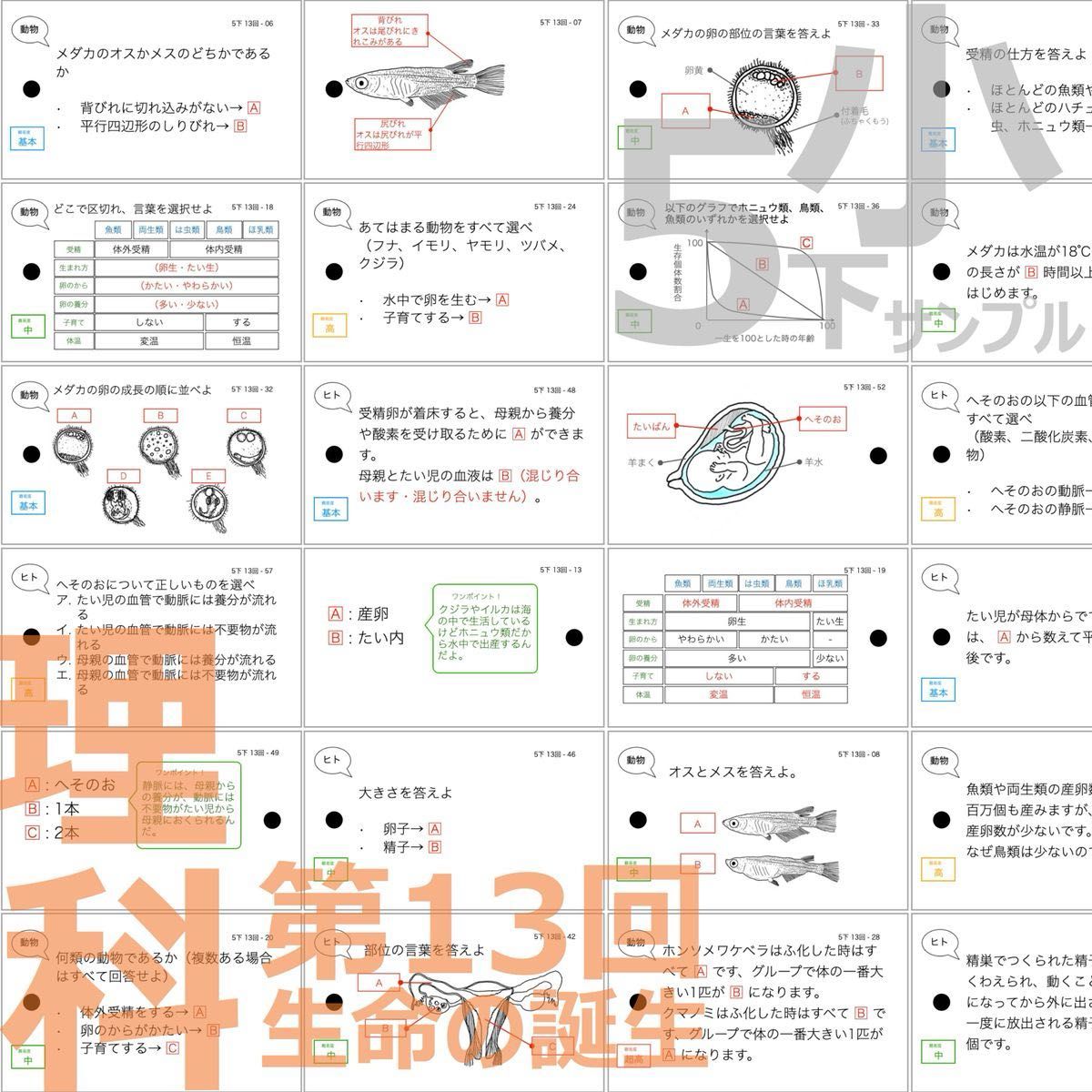 中学受験 暗記カード【理科 生物 全セット】小学5年生が最適 中学受験 暗記カード【理科 生物 全セット】小学5年生が最適